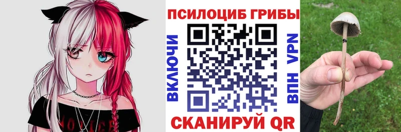 Псилоцибиновые грибы Psilocybe Купить закладки Берёзовский